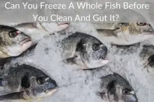 Can You Freeze A Whole Fish Before You Clean And Gut It? 
