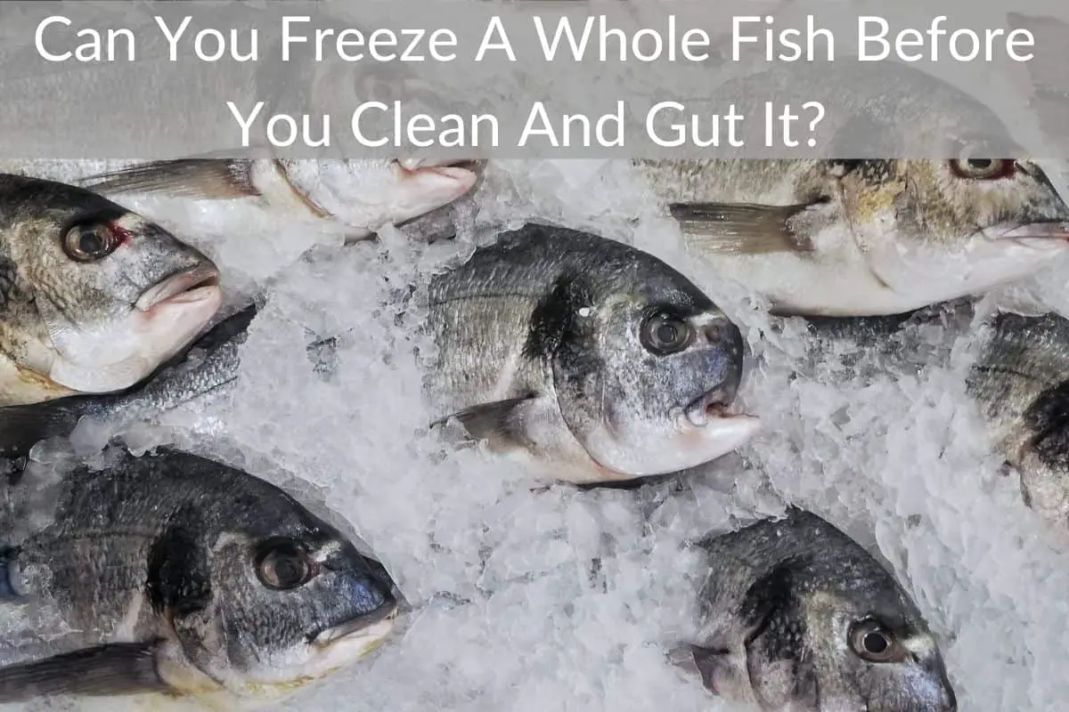Can You Freeze A Whole Fish Before You Clean And Gut It?