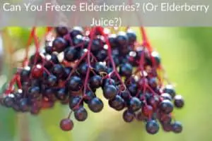 Can You Freeze Elderberries? (Or Elderberry Juice?)