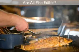 Are All Fish Edible?