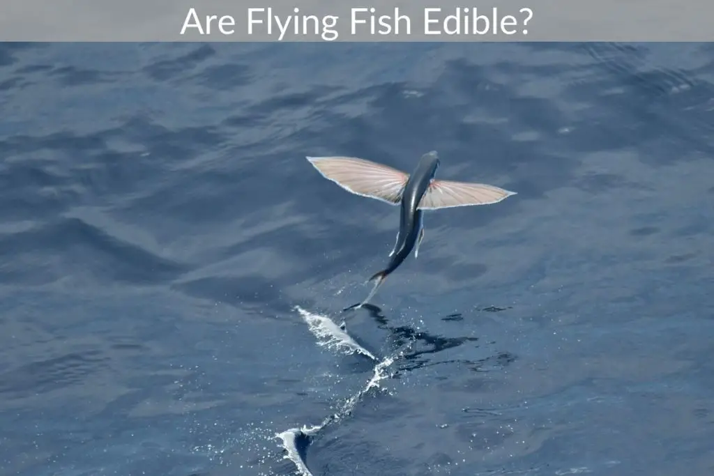 Are Flying Fish Edible? – Get Eatin’