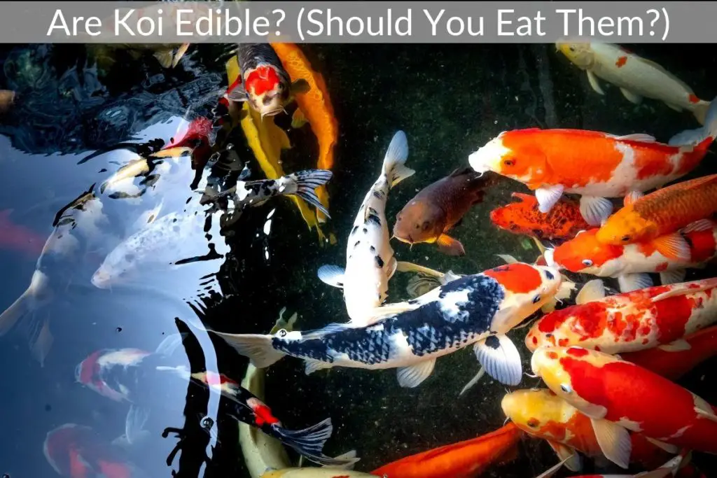 Are Koi Edible? (Should You Eat Them?)